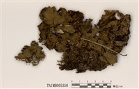 藏品(長根地卷)的圖片